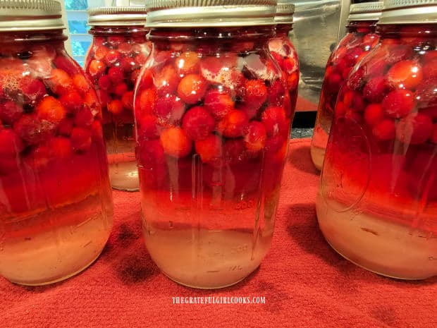 After processing, the jars cool on a dish towel. The liquid is still clear.